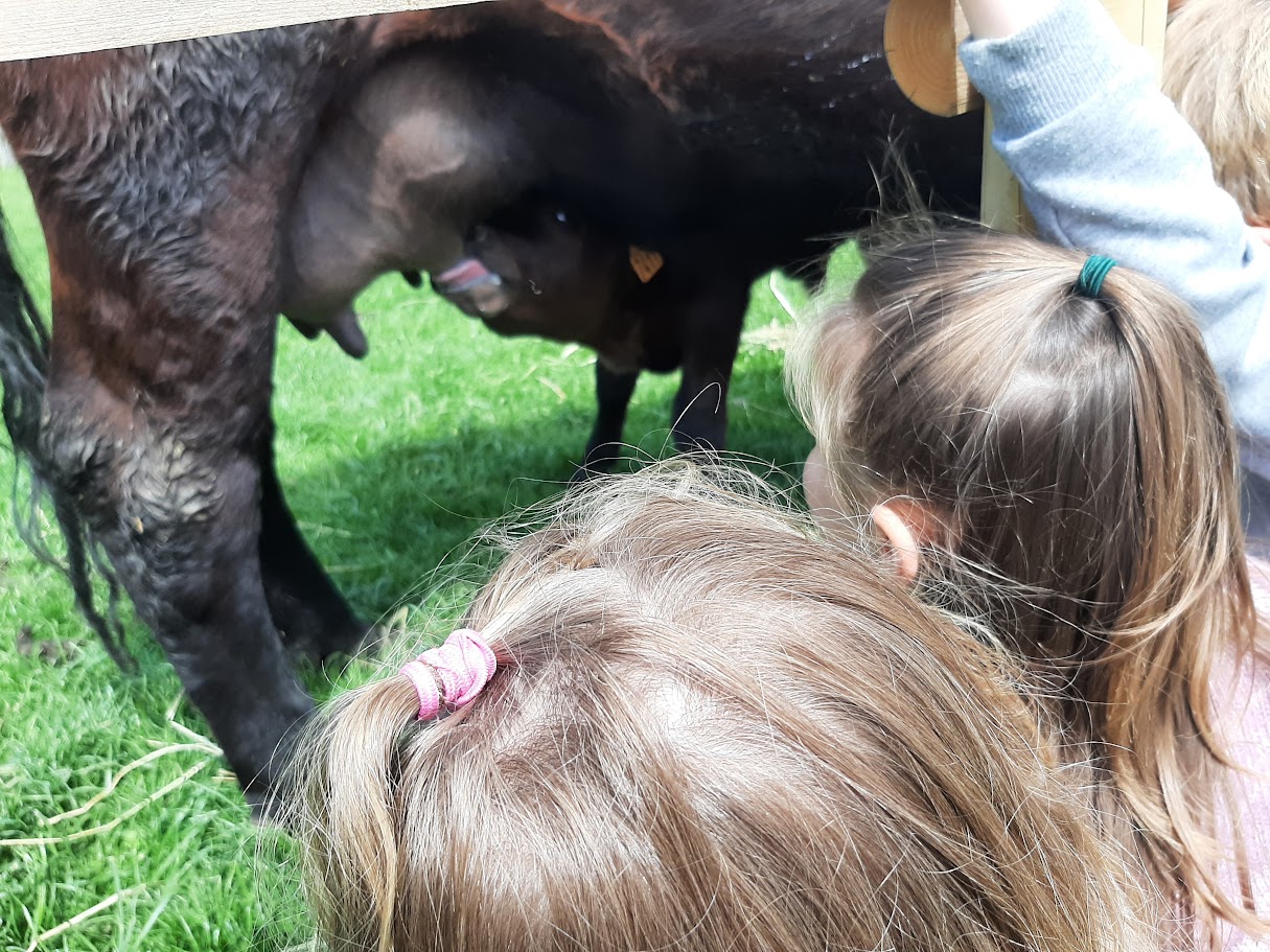 La petite ferme flamande, Rexpoëde - photo 5