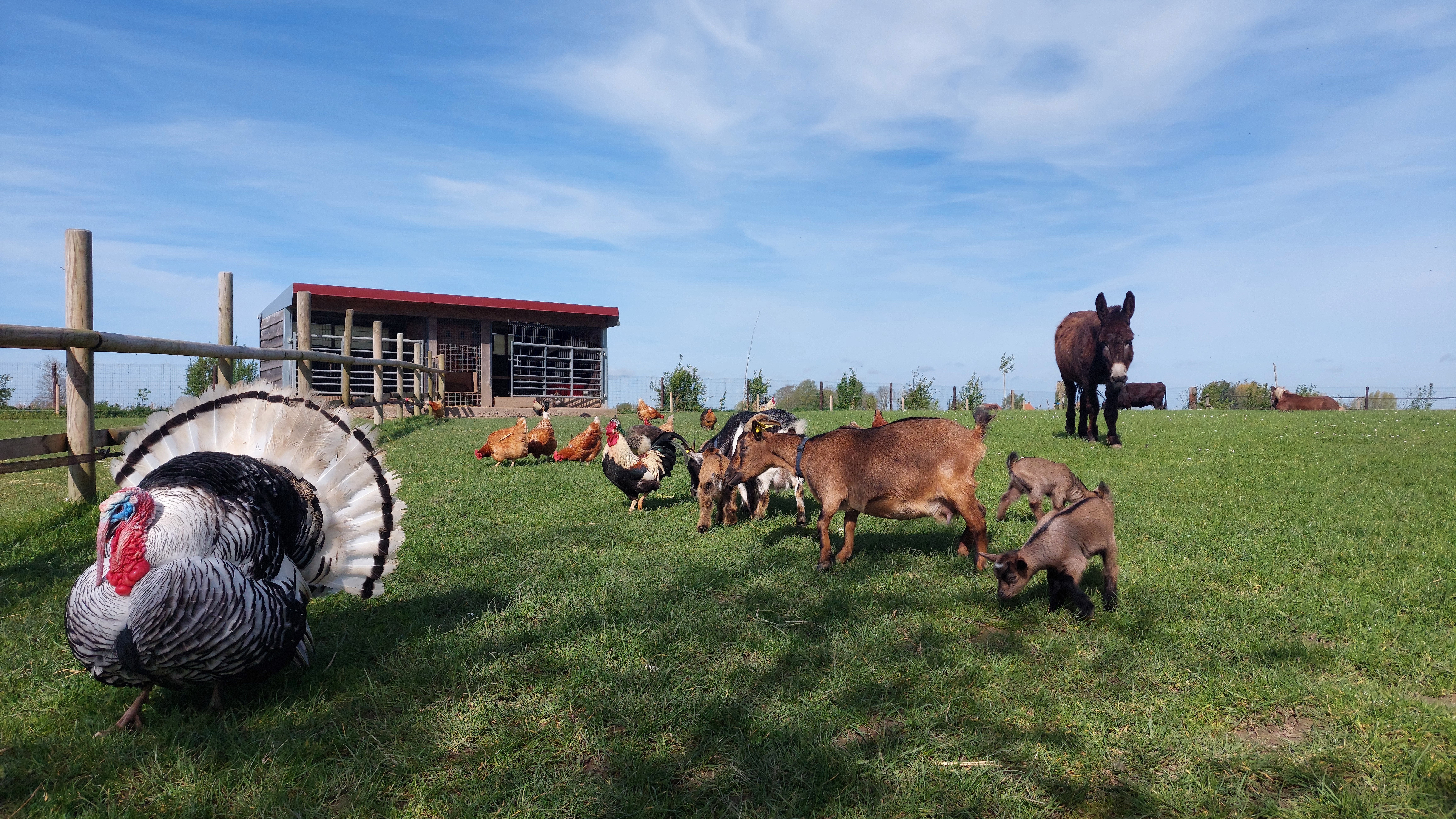 La petite ferme flamande, Rexpoëde - photo 6