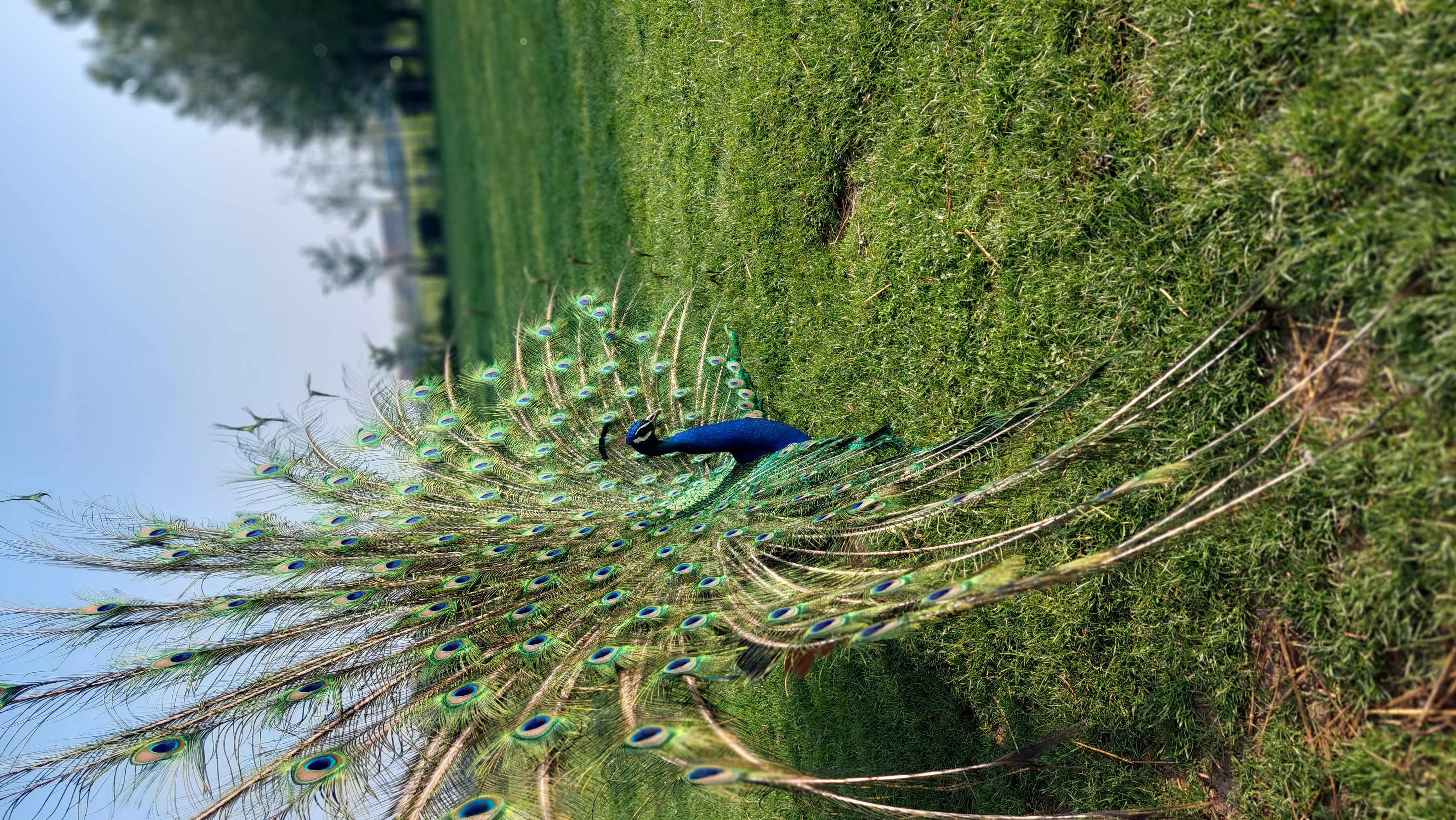 La petite ferme flamande, Rexpoëde - photo 2