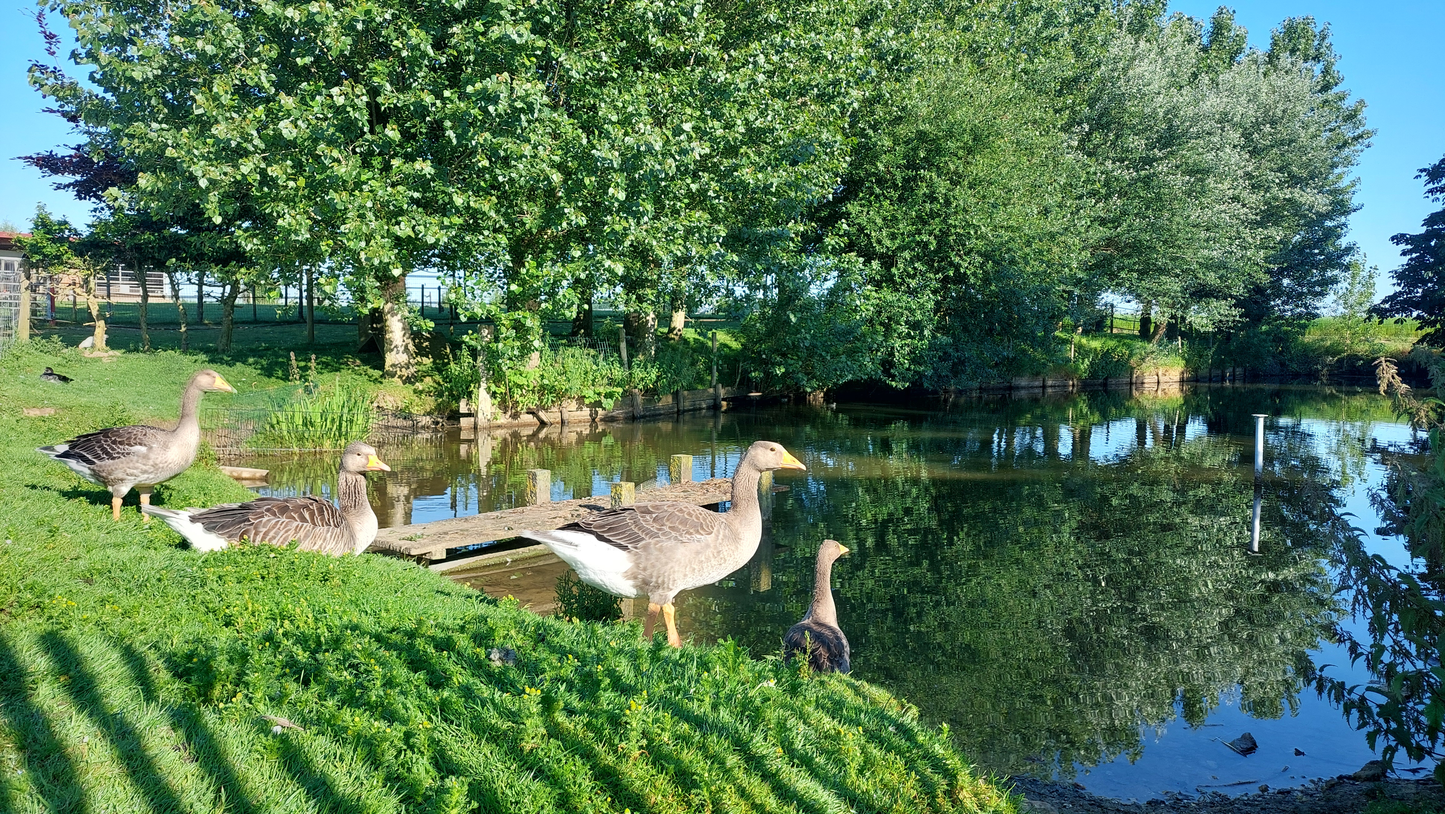 La petite ferme flamande, Rexpoëde - photo 4