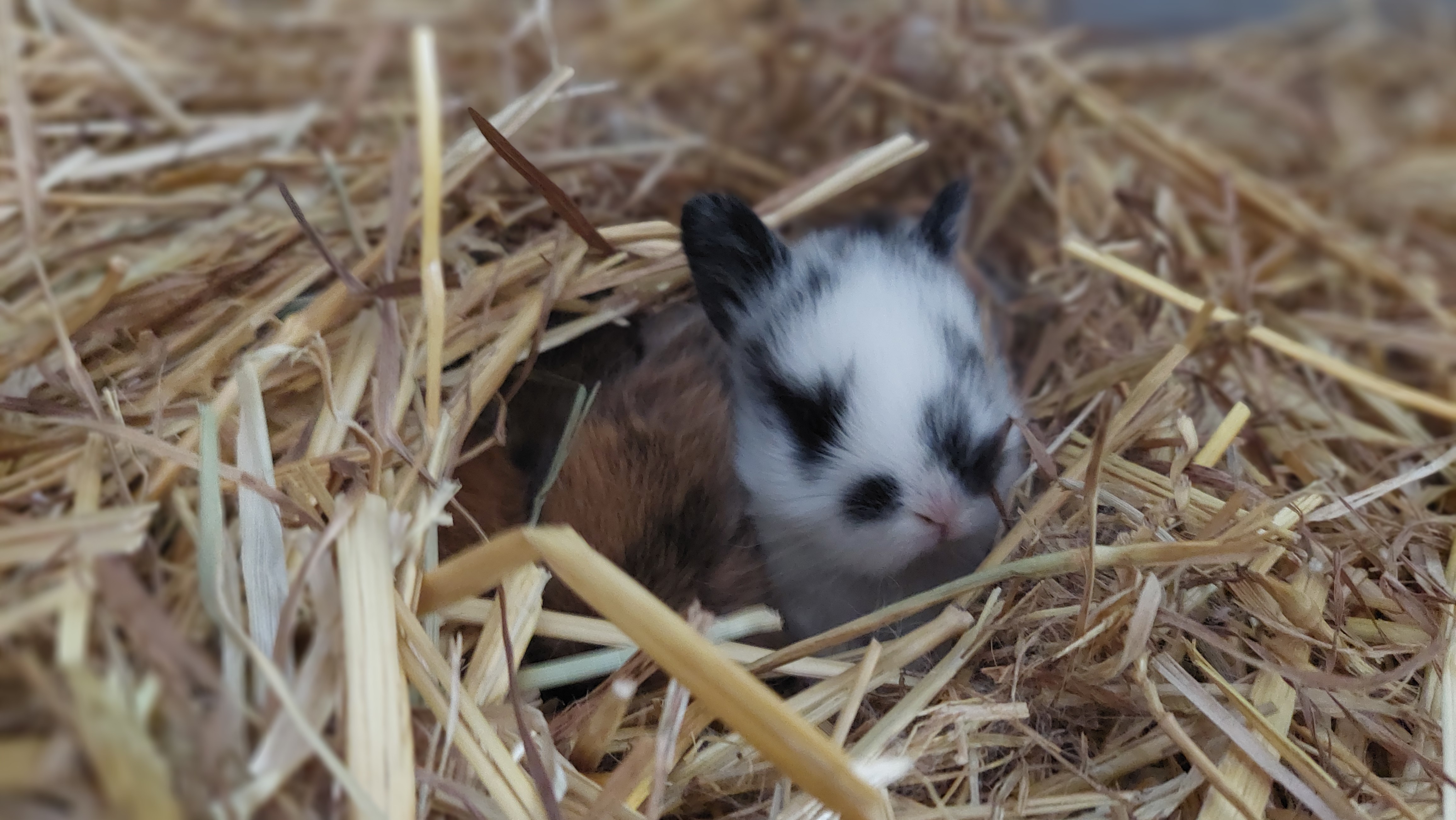 La petite ferme flamande