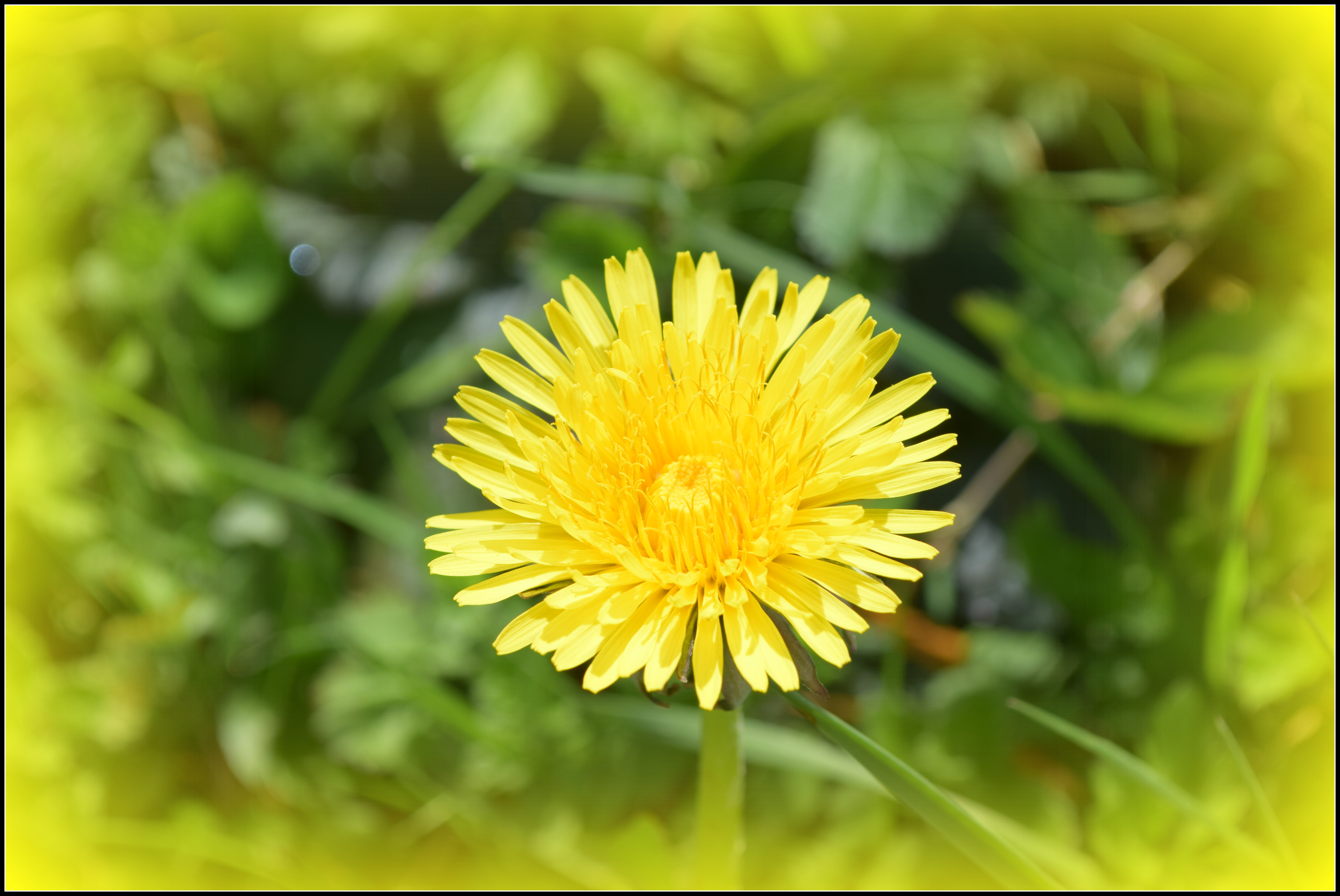 Restaurant associatif veggan "O  herbes folles"