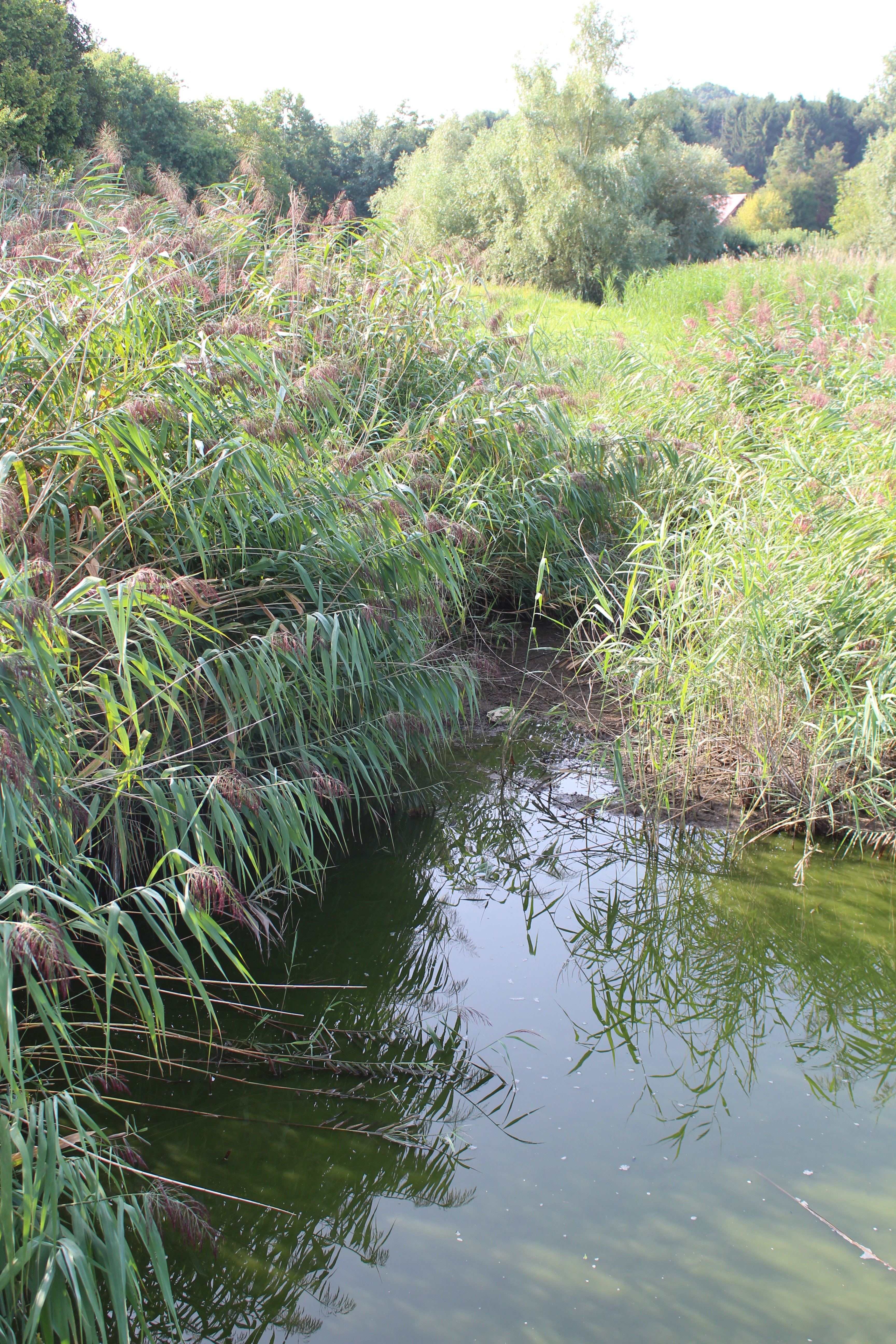 La Cavée du Gué, Plailly - photo 4