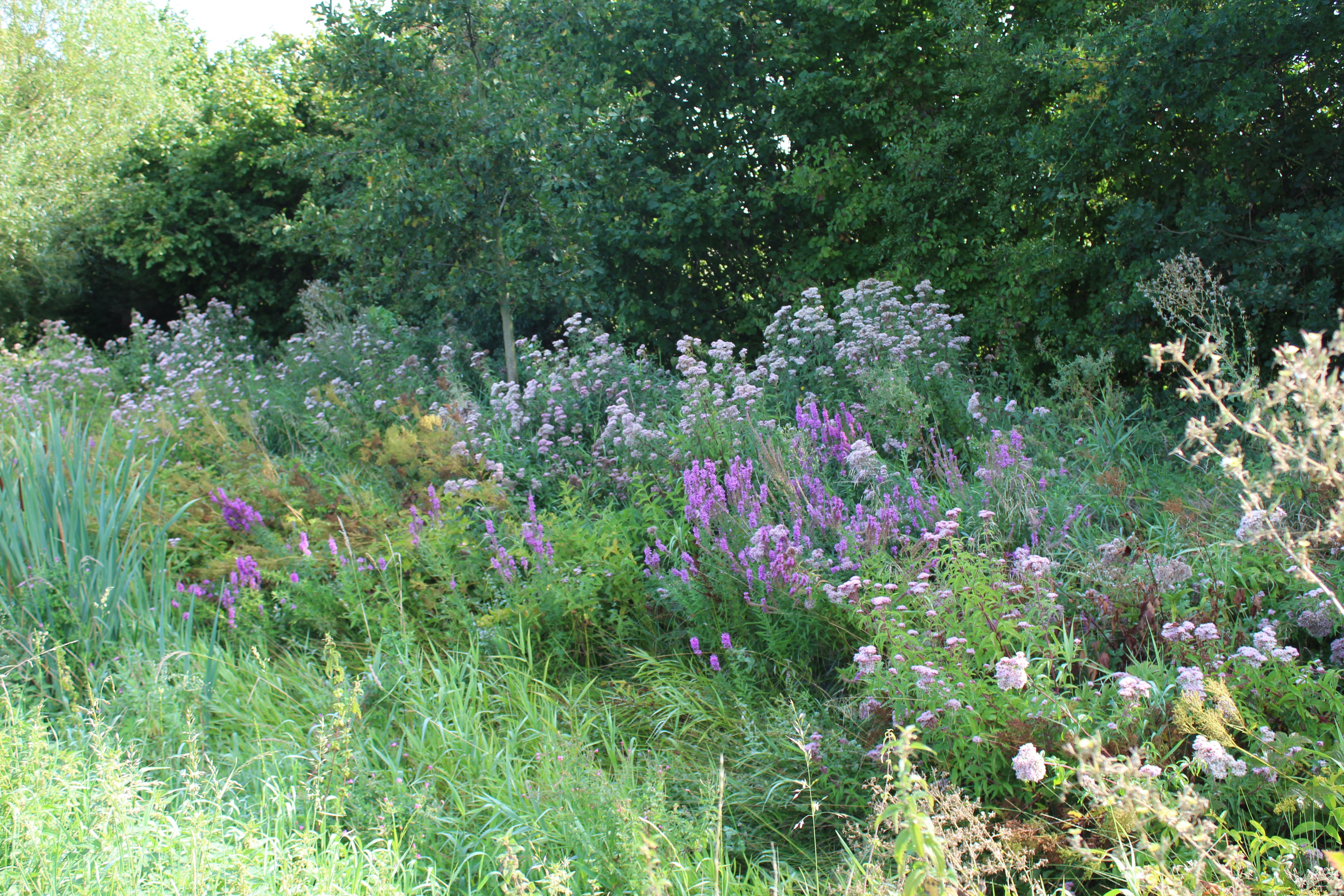 La Cavée du Gué, Plailly - photo 2
