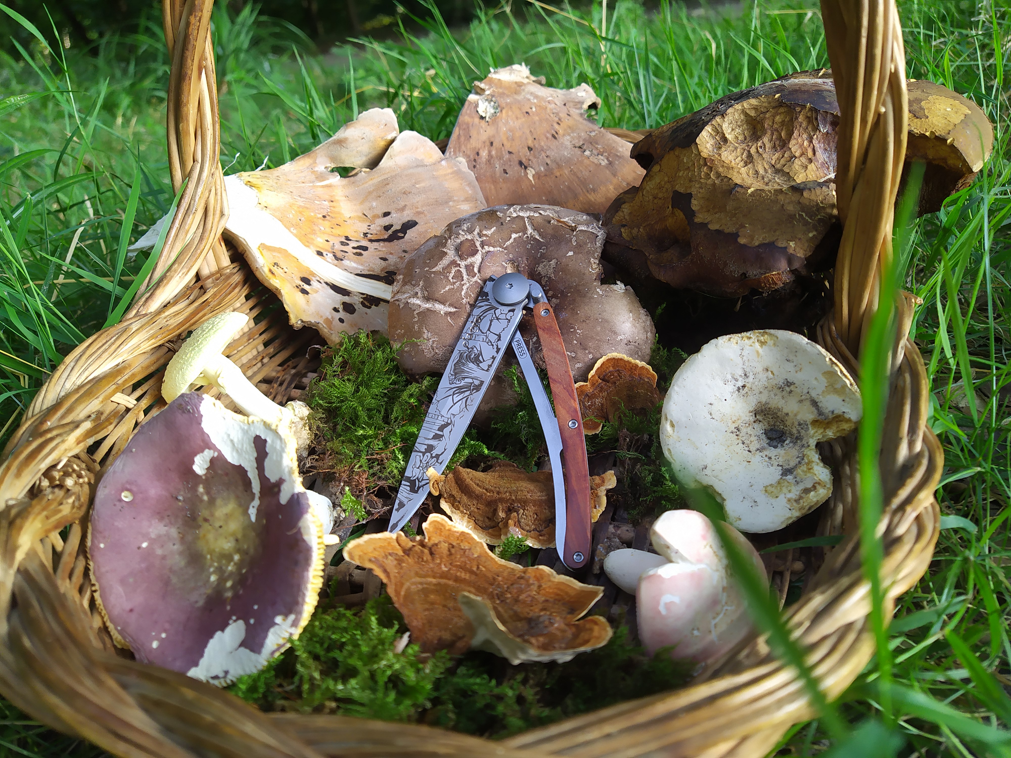 Découverte des champignons en forêt d'Halatte