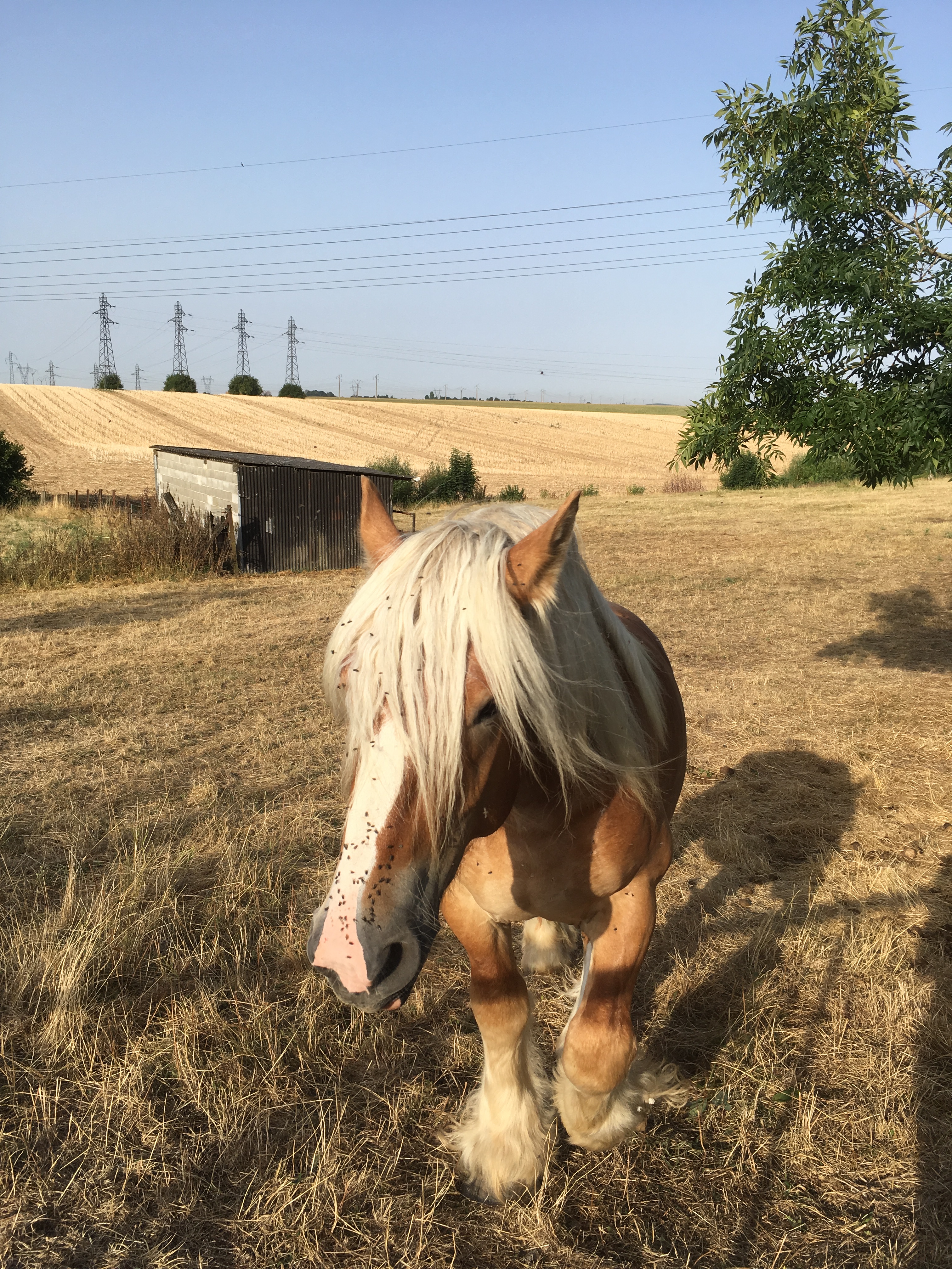 La Quérénaingeoise, Quérénaing - photo 3