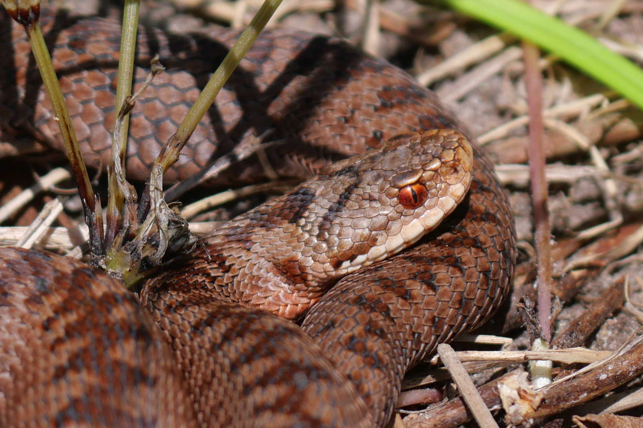 Sortie nature : Sur la piste de la vipère