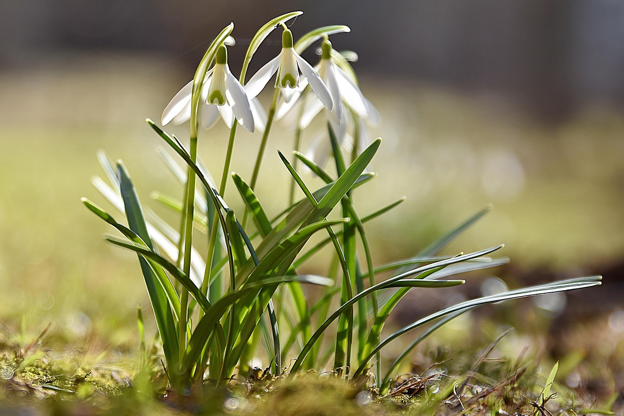 Jardin de l'horticulture