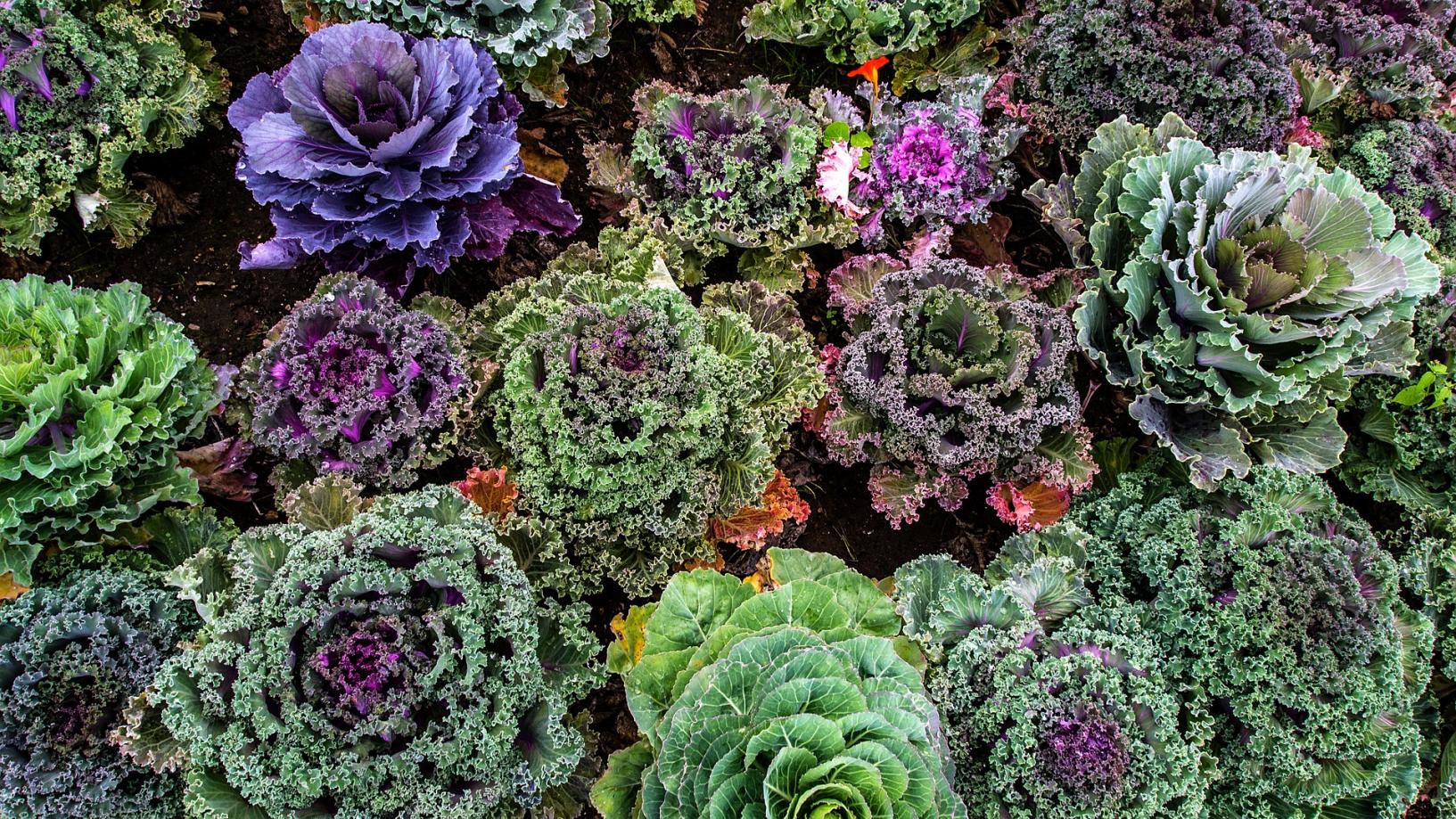 LE MARAICHAGE BIO AU LPA D’AUMONT