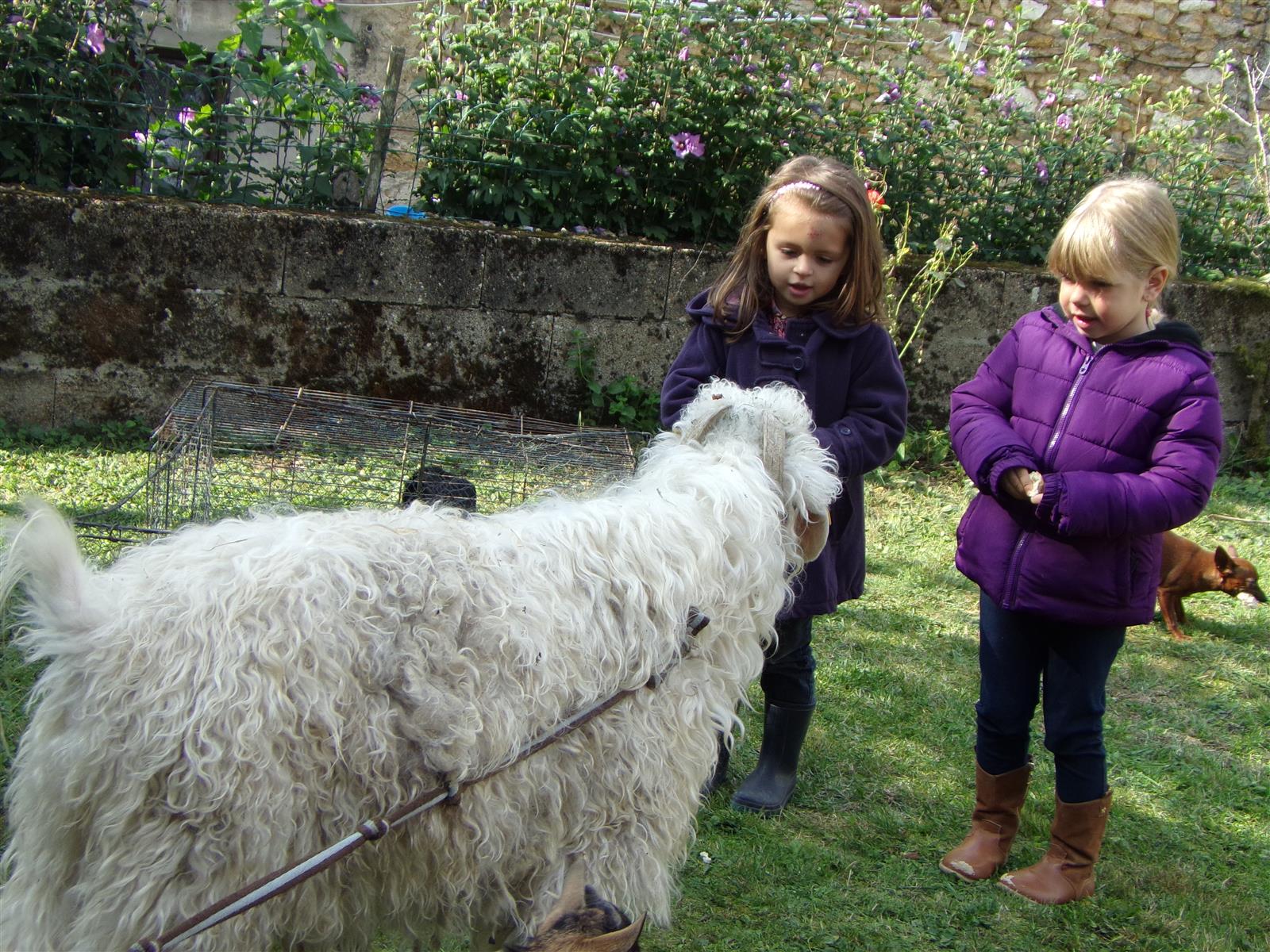 enfants avec animaux du parc