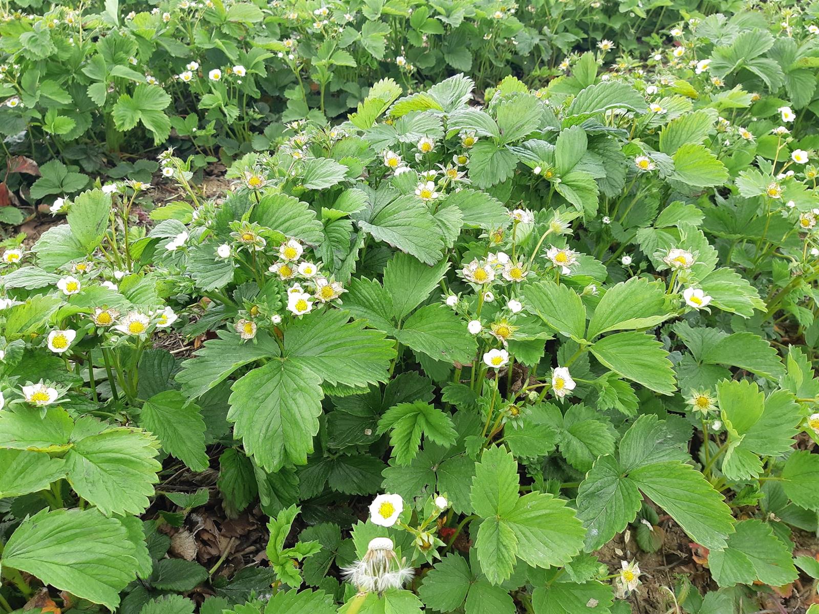 LES FRAISES DE CUVILLY