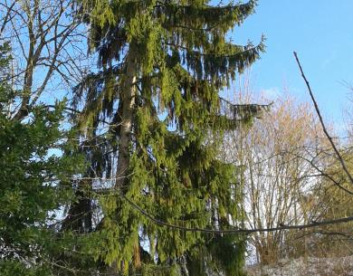 Au Grand Sapin