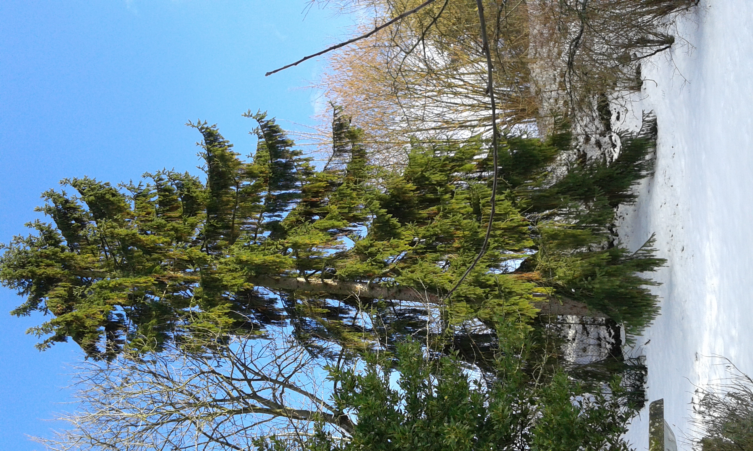 Au Grand Sapin