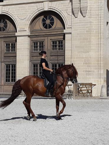 Cavalière