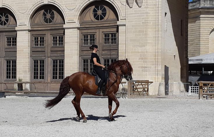 Cavalière