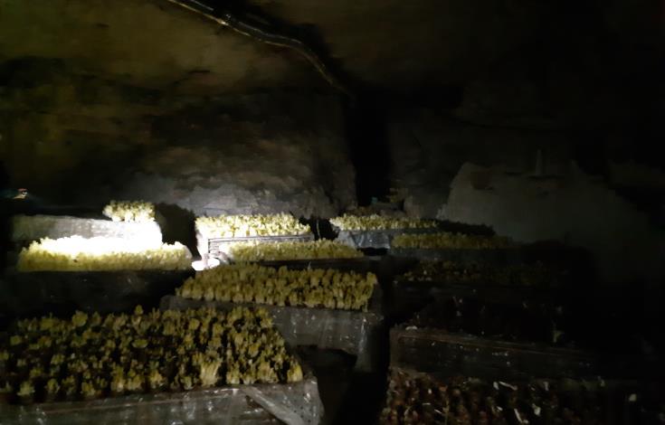 La Champignonnière