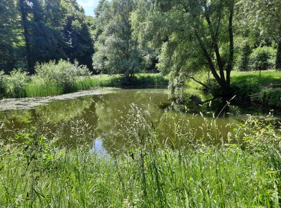 la mare aux daims