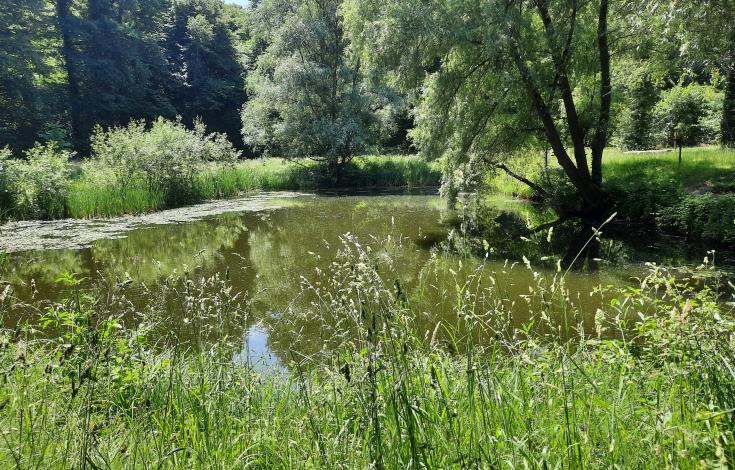 la mare aux daims