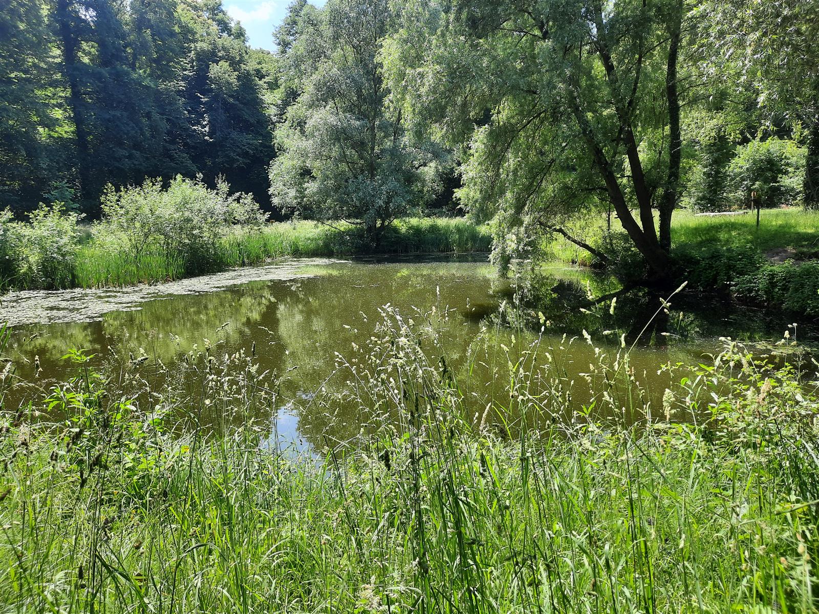 la mare aux daims