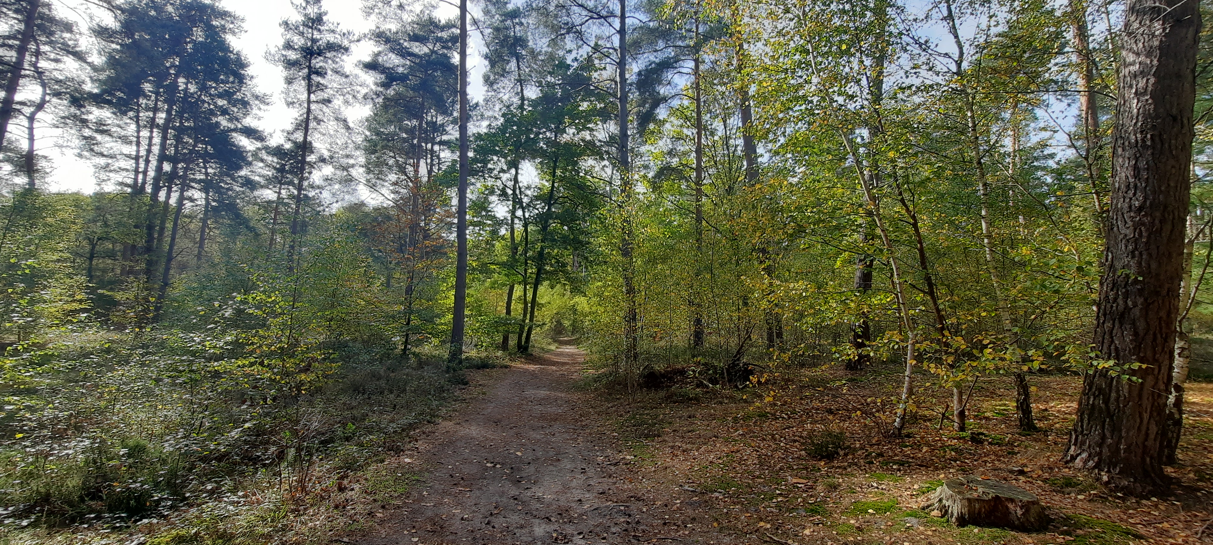 Entre bois et marais