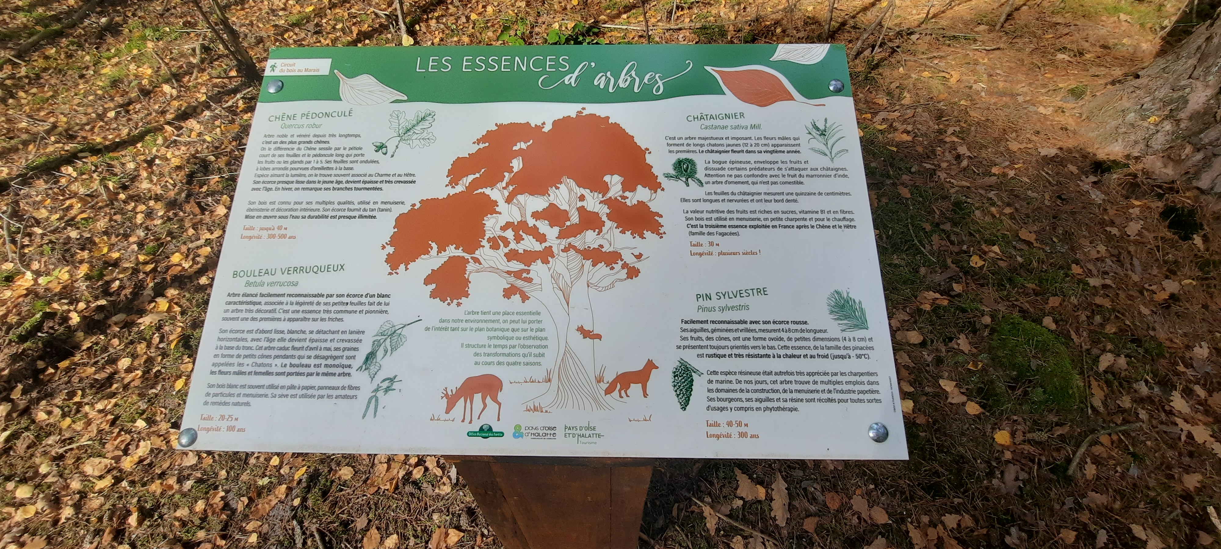 Entre bois et marais, Les Ageux