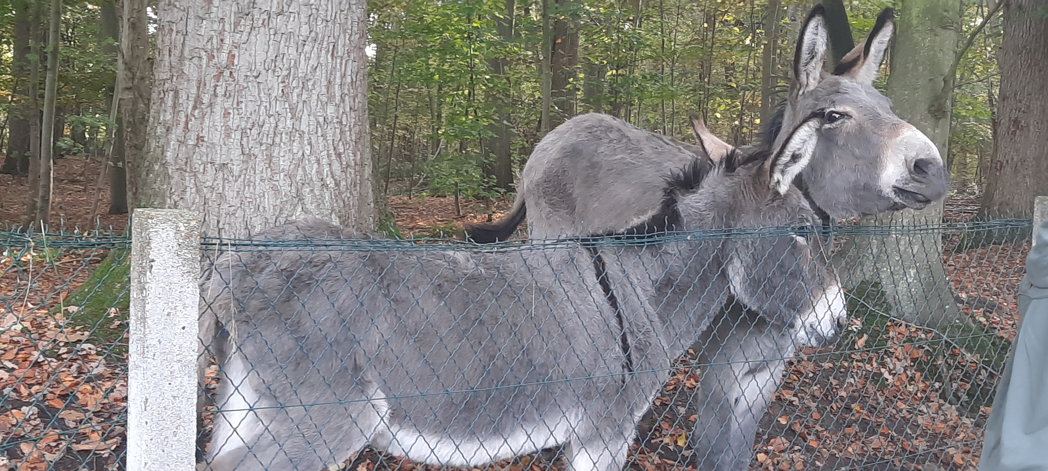 Entre bois et marais, Les Ageux - photo 3