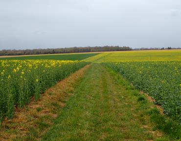 Montjavoult