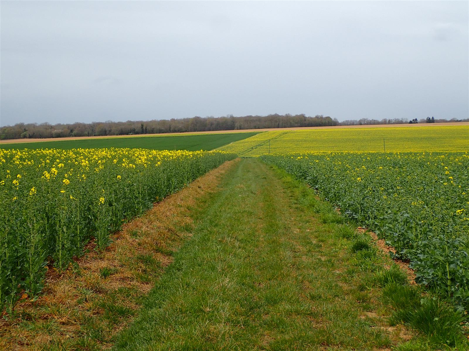 Montjavoult