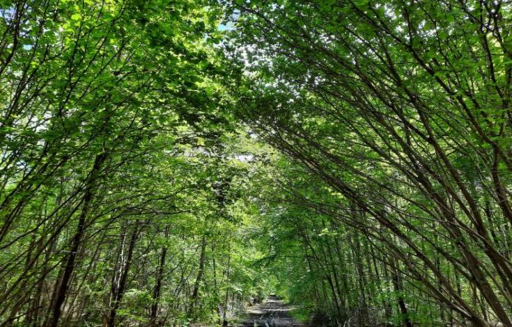37_Foret de Froidmont