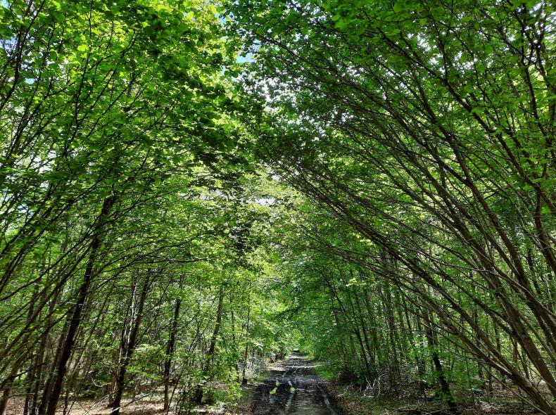 37_Foret de Froidmont