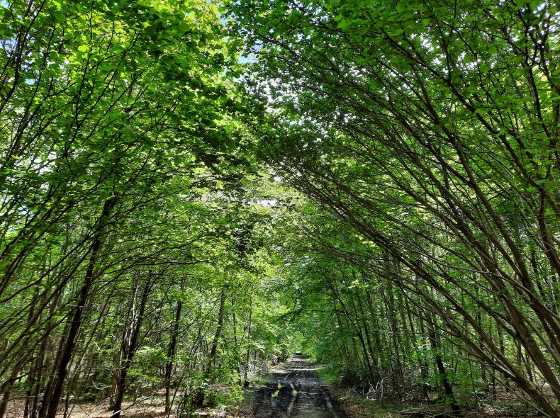 37_Foret de Froidmont