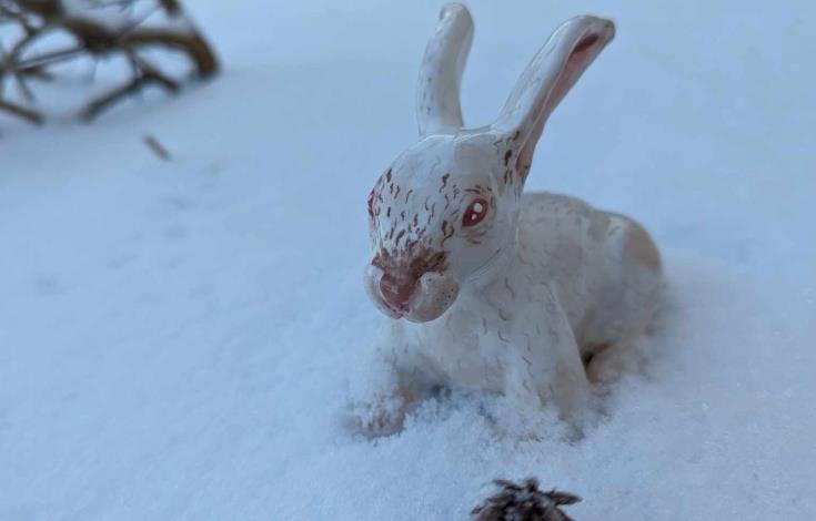 Lapin blanc