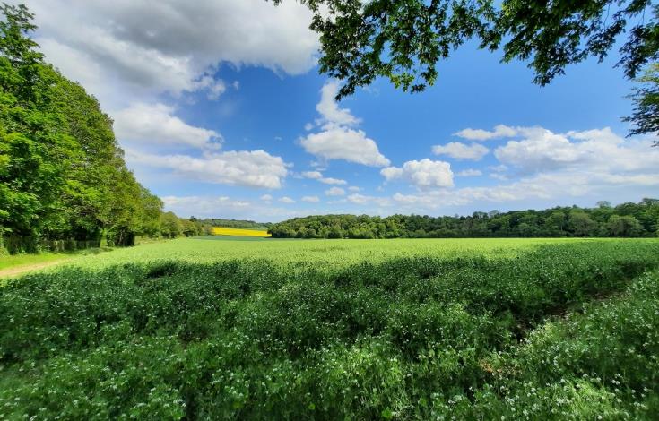 43. Des jardinets au bois Louvet 1