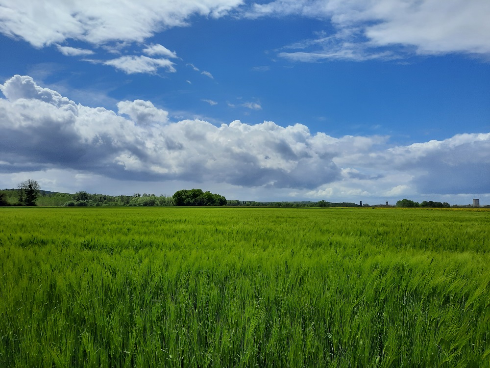 Les chênes verts, La Rue-Saint-Pierre - photo 3