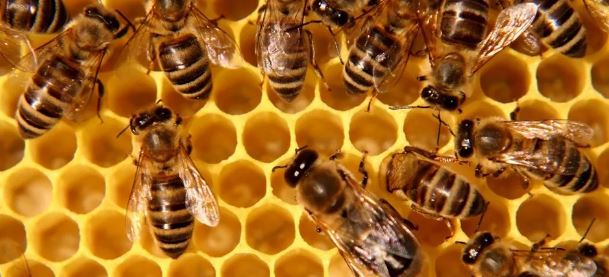 Abeilles- ruches
