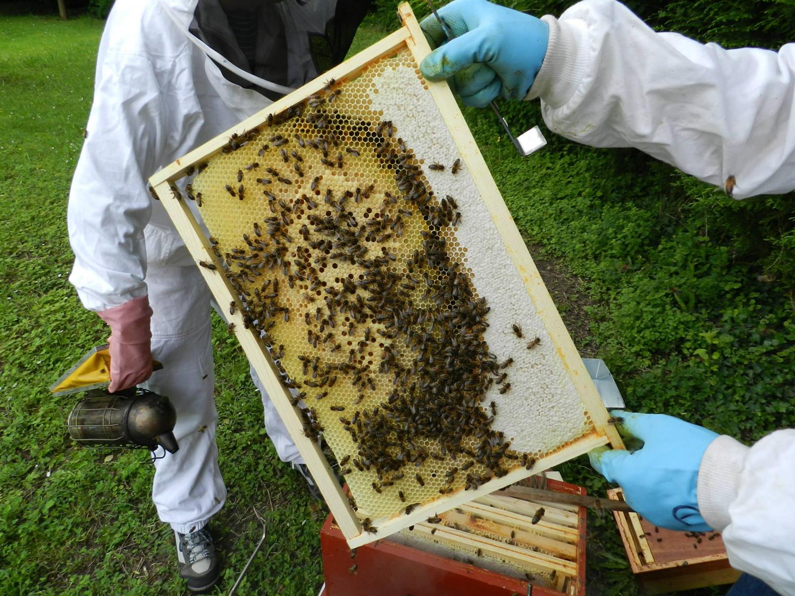 Abeilles-2-2