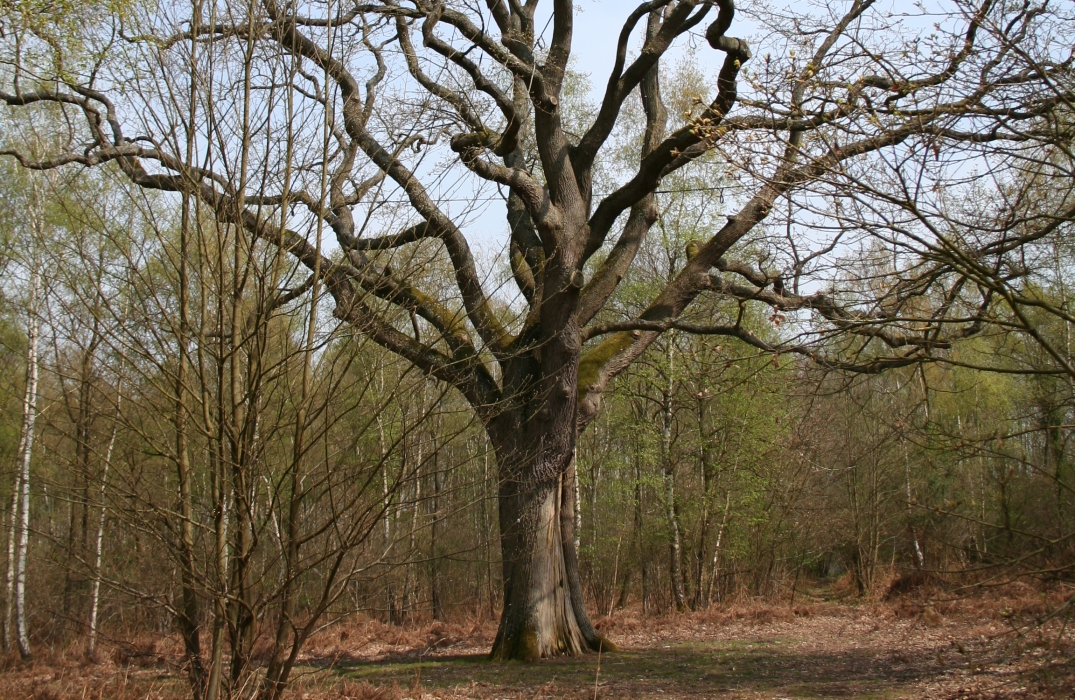Le Bois des coutumes à Allonne