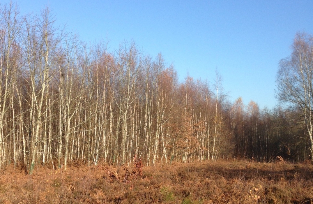 Le Bois des coutumes à Allonne