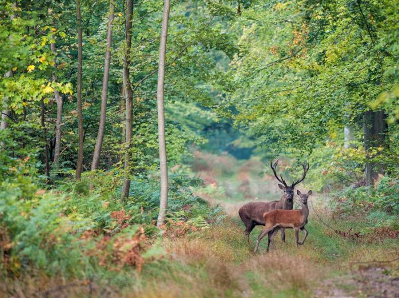 Animaux_foret