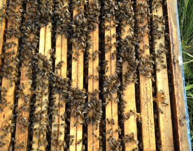 Mes abeilles, mes amoures
