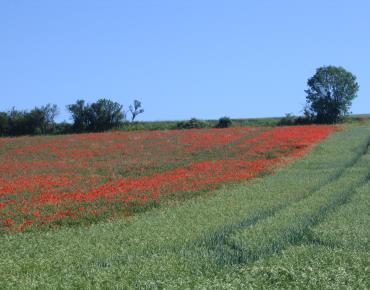 Campagne_2006©VisitBeauvais (12)