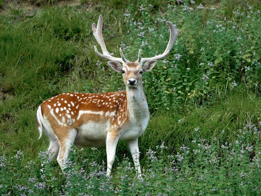 Parc Saint Léger - Parc Animalier