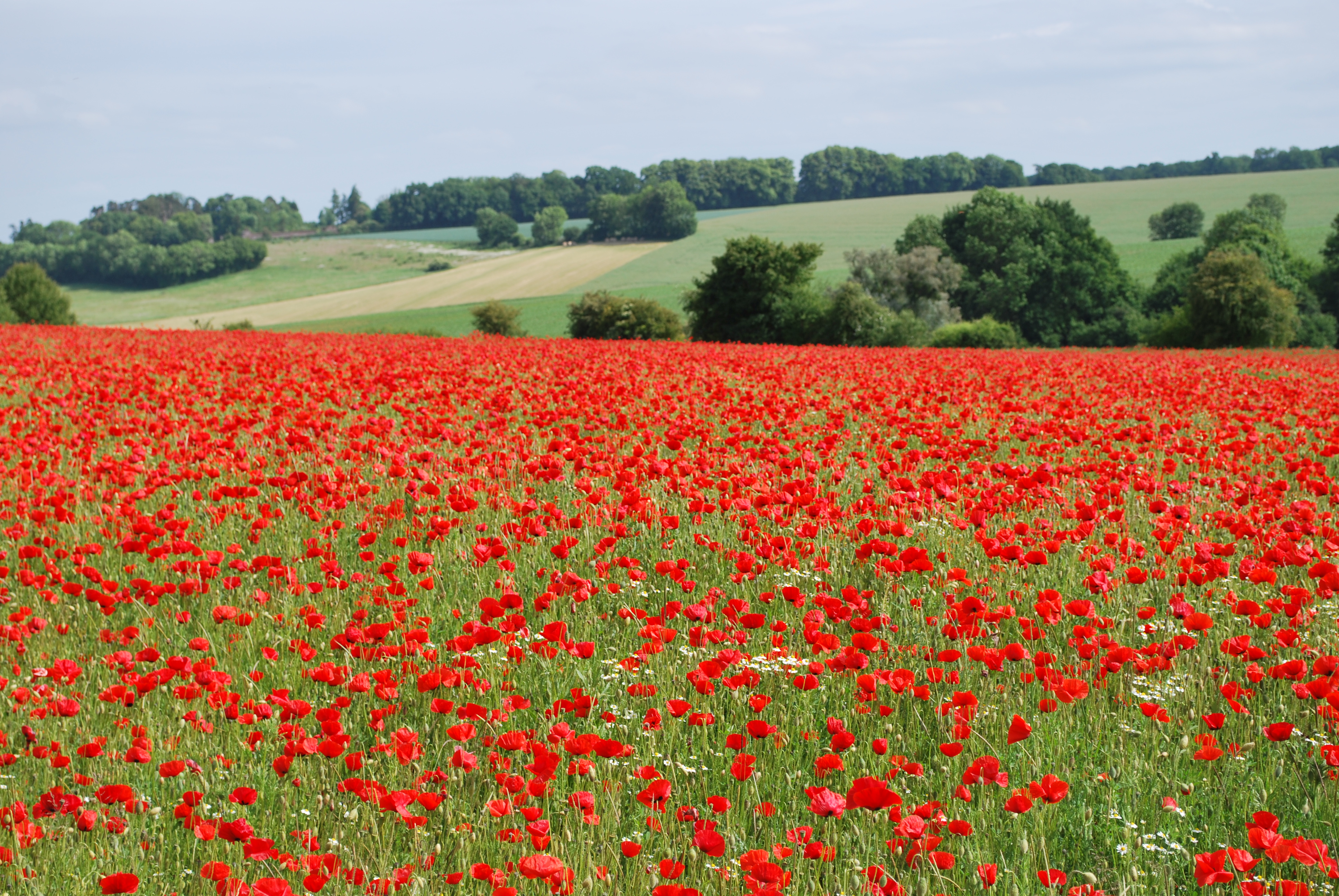 Sur la route du lys et de la rose de Picardie
