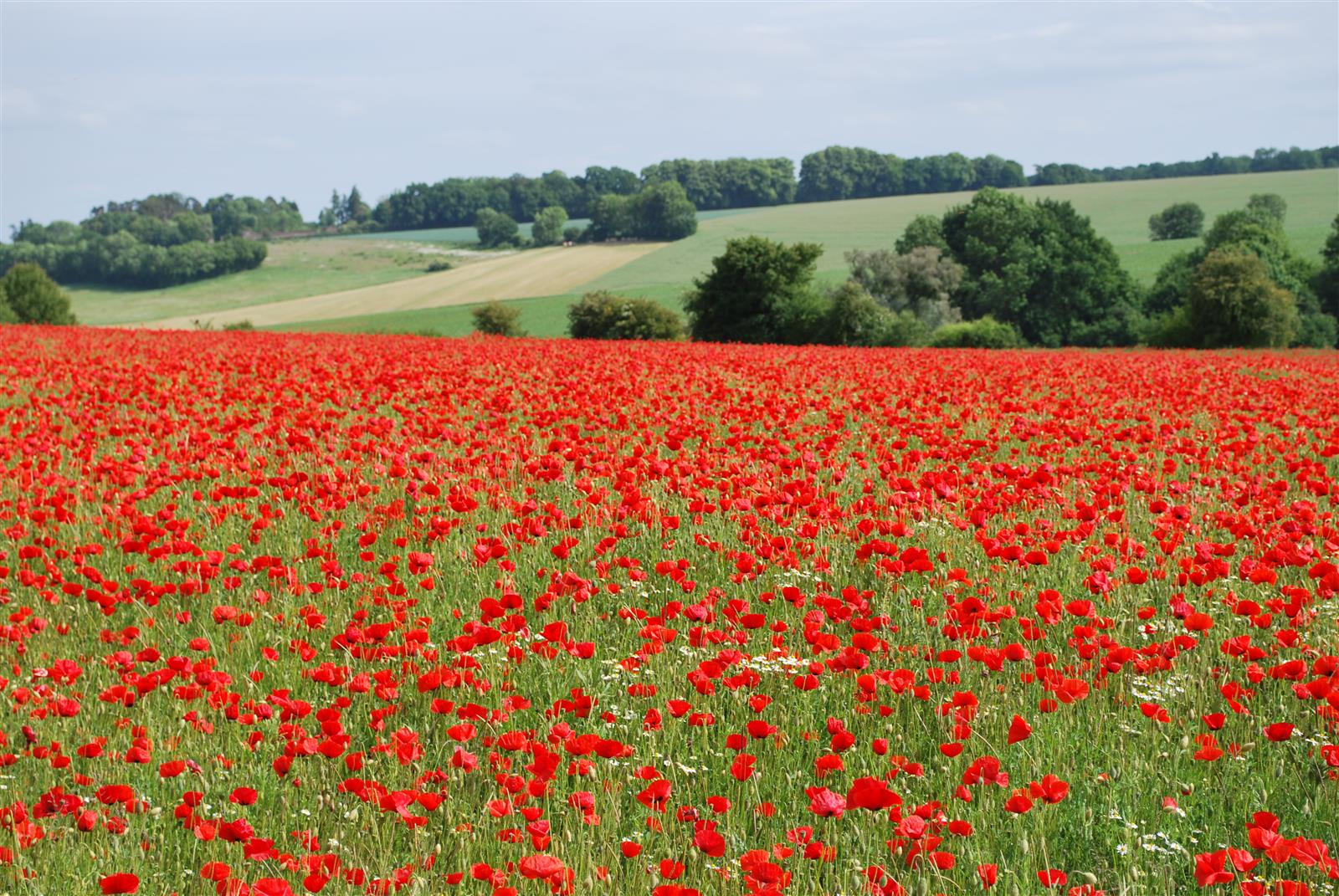 Paysage Picardie Verte