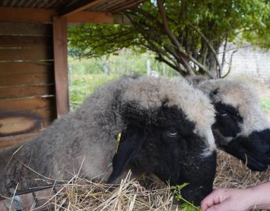 Visite d'une ferme pédagogique à Villers-Saint-Paul