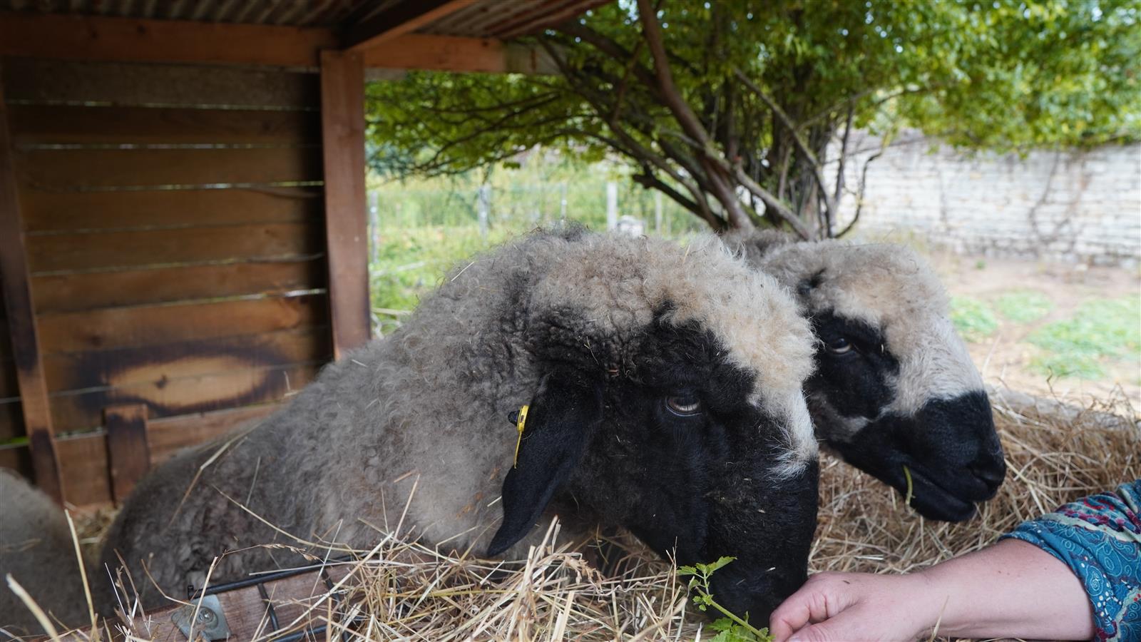 Visite d'une ferme pédagogique à Villers-Saint-Paul