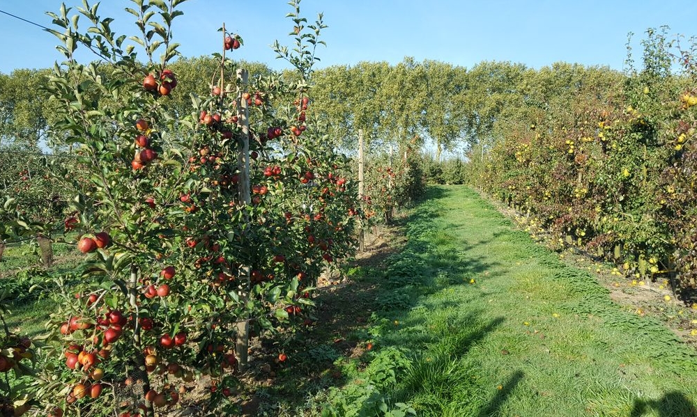 Domaine de Pouy