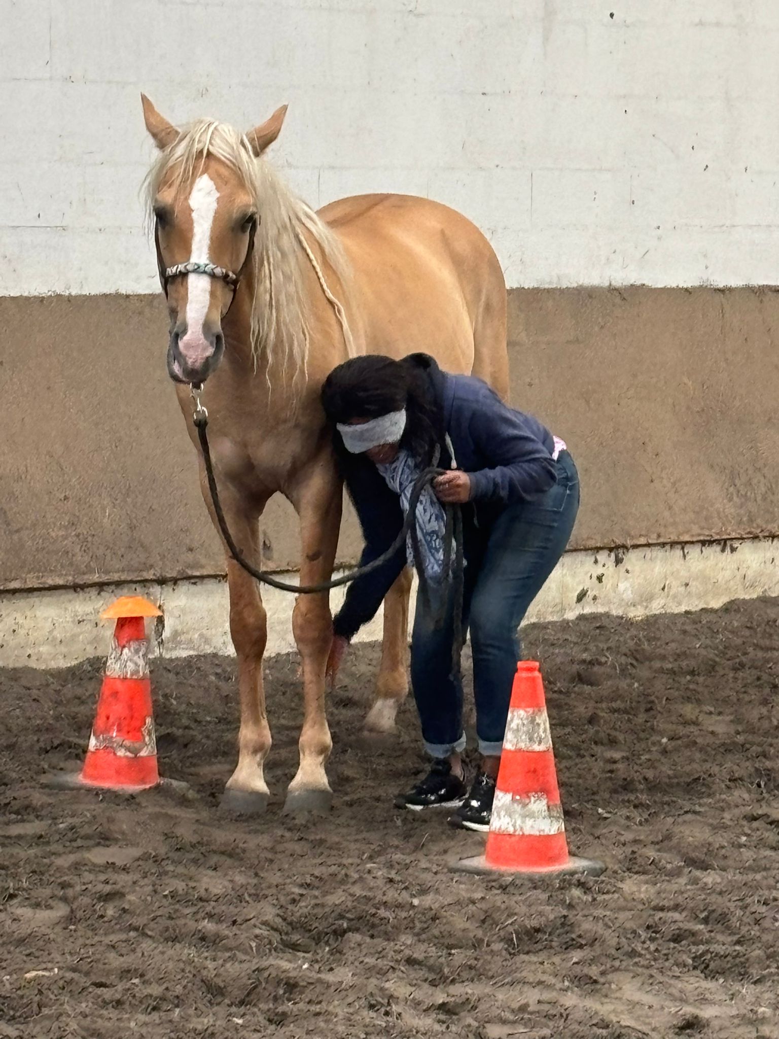 Equicoaching confiance (1)
