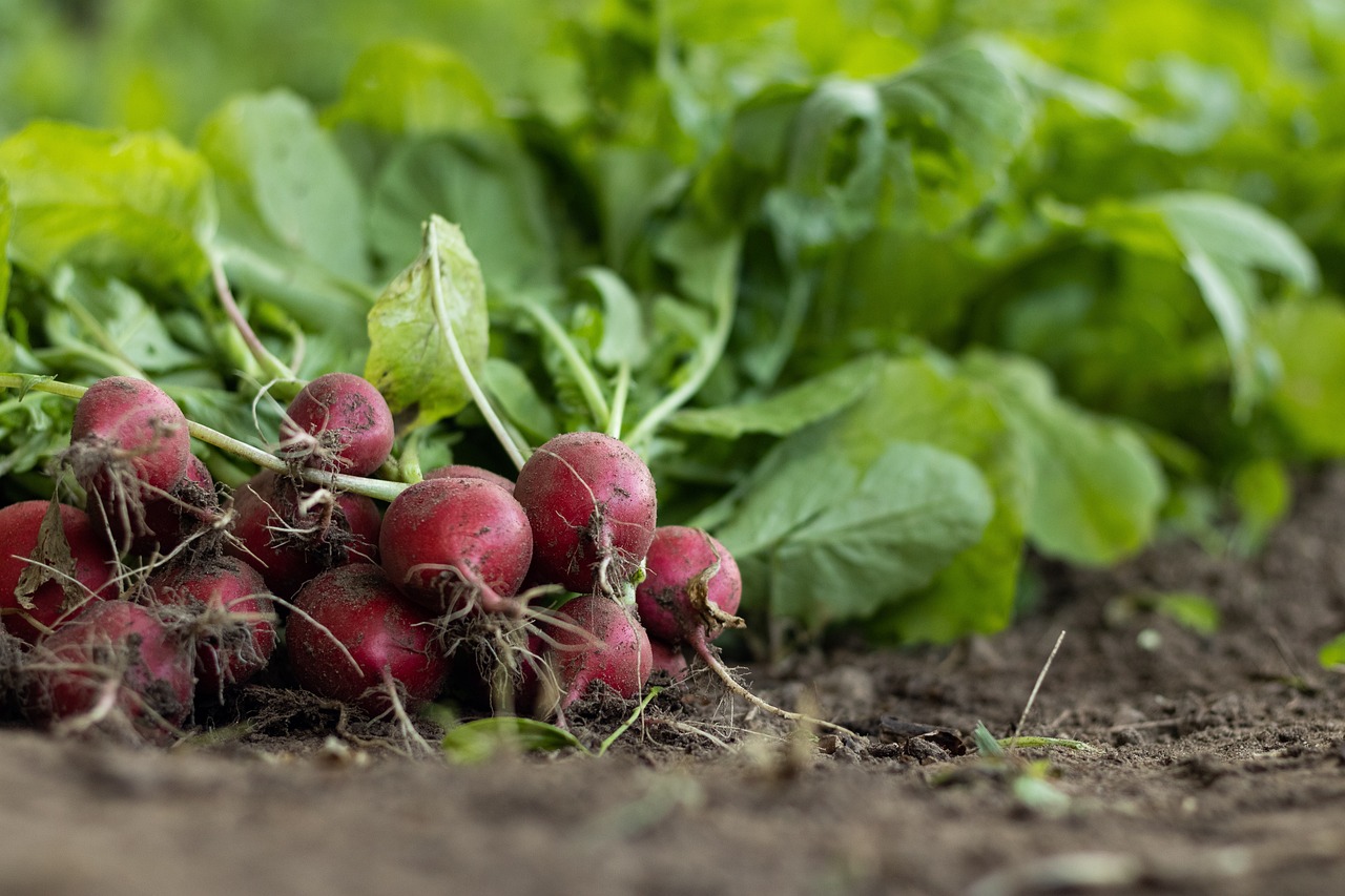 Ferme_Légumes_© Mirko Fabian - Pixabay