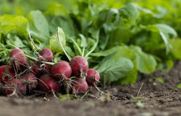 Ferme_Légumes_© Mirko Fabian - Pixabay